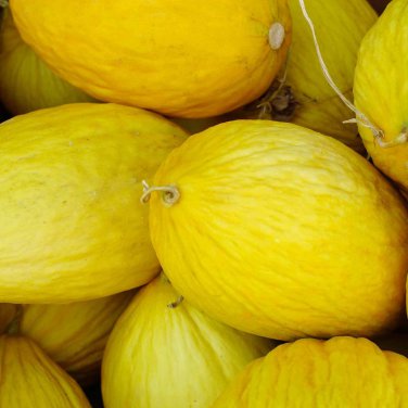 Crenshaw Melon Cranshaw Heirloom  one pack seed local US