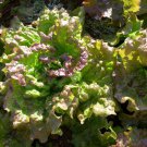 Prizehead Leaf Lettuce Heirloom one pack seed local US