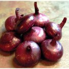 Red Cipollini Onion Italian Onion Red Marble one pack seed local US