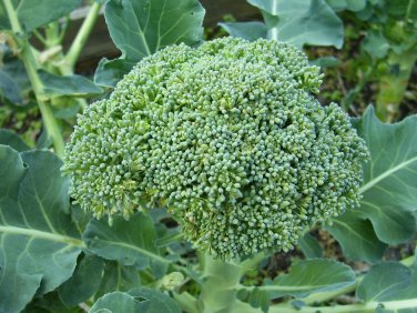 Broccoli De Cicco Cruciferous  one pack seed local US