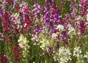 Northern Lights Snapdragon Mix Multi Color Blooms Pollinators one pack seed local US