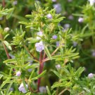 Summer Savory Herb Chubrica  one pack seed local US