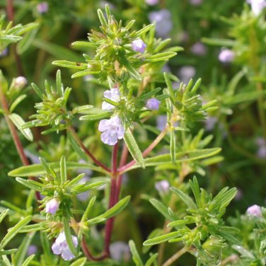 Summer Savory Herb Chubrica  one pack seed local US