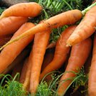 Scarlet Nantes Carrot Early Coreless  one pack seed local US