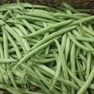 Provider Bush Green Bean  one pack seed local US