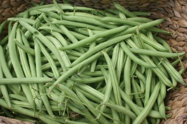 Provider Bush Green Bean  one pack seed local US