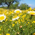 Garland Daisy Mix Chrysanthemum Crown Daisy one pack seed local US