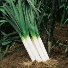 American Flag Leek Broad London  one pack seed local US