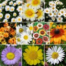 Daisy Wildflower Mix 10 Daisy Species Variety Packet Sizes one pack seed local US
