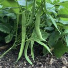 Tendergreen Improved Bush Green Bean Stringless  one pack seed local US