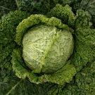 Savoy Perfection Cabbage Drumhead Easy Grow Heirloom one pack seed local US