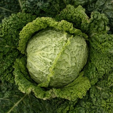 Savoy Perfection Cabbage Drumhead Easy Grow Heirloom one pack seed local US