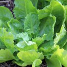 Endive Escarole Batavian Broadleaf  one pack seed local US
