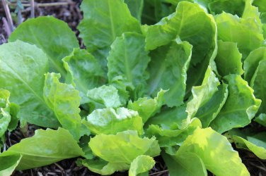 Endive Escarole Batavian Broadleaf  one pack seed local US