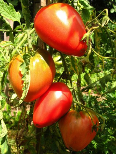 Pink Oxheart Tomato 30  one pack seed local US