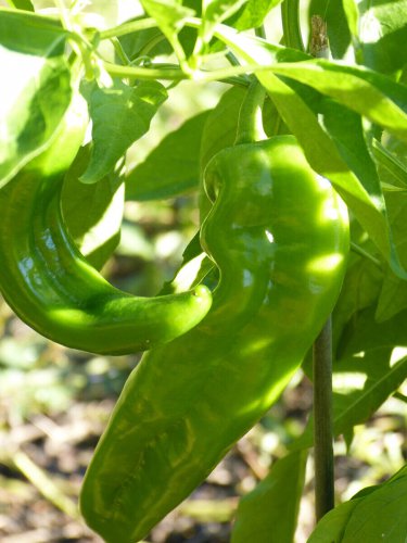 Hatch Lumbre Chili Pepper NuMex XXX Hot Green Chile Ristra one pack seed local US