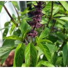 Licorice Basil Herb Thai Basil  one pack seed local US