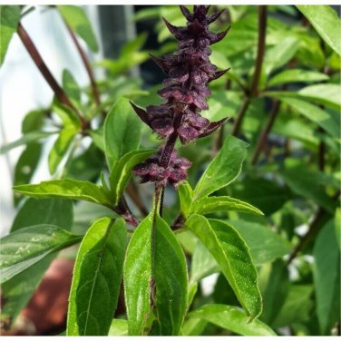 Licorice Basil Herb Thai Basil  one pack seed local US