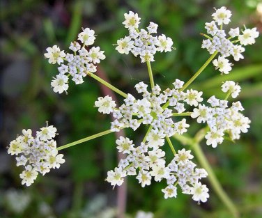 Cumin Herb Tex Mex Jeera  one pack seed local US