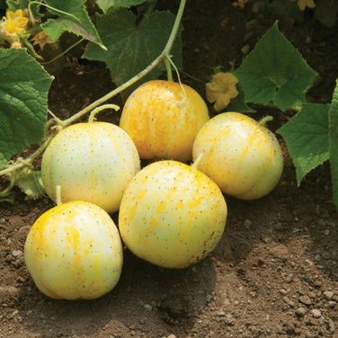 Lemon Cucumber Budamkaya Burpless  one pack seed local US