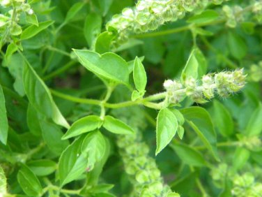 Lemon Basil Lao Basil Manglak  one pack seed local US