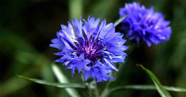 Tall Blue Cornflower Bachelor Button Wildflower Young Love one pack seed local US