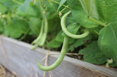 Contender Bush Green Bean Early Harvest Stringless one pack seed local US