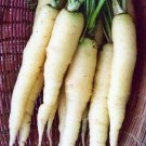 Snow White Carrot Beta-Carotene Colorful  one pack seed local US