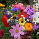 Cascade Kaleidoscope Wildflower Mix 35 Species Annuals & Perennials one pack seed local US