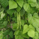 Great Northern Bean Large White Heirloom one pack seed local US
