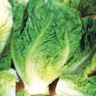 Little Gem Butterhead Lettuce Tortoise Food Cultivar  one pack seed local US