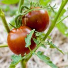 Black Prince Tomato 30  one pack seed local US