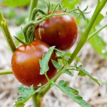 Black Prince Tomato 30  one pack seed local US