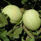 Honeydew Green Flesh Melon  one pack seed local US