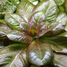 Rouge D'Hiver Lettuce Red Romaine Red Winter  one pack seed local US