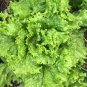 Grand Rapids Lettuce TBR Garden Salad Greens  one pack seed local US