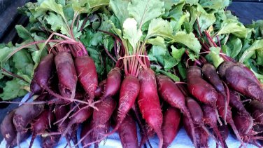 Cylindra Beet Formanova Butter Slicer one pack seed local US