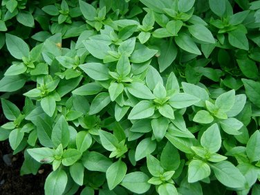 Spicy Globe Basil Basil Bush  one pack seed local US