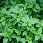 Spicy Globe Basil Basil Bush  one pack seed local US