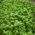 Curled Cress Peppergrass  one pack seed local US