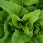 Amish Deer Tongue Leaf Lettuce Matchless Heirloom one pack seed local US