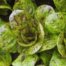 Freckles Romaine Lettuce Crimson Red Splashes Salad  one pack seed local US