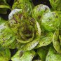 Freckles Romaine Lettuce Crimson Red Splashes Salad  one pack seed local US