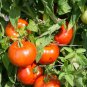 Rutgers Tomato Jersey Tomato  one pack seed local US