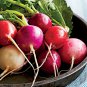 Easter Egg Radish Fast Harvest  one pack seed local US