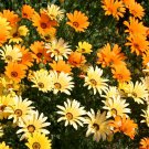 African Daisy Glandular Cape Marigold Bees and Butterflies one pack seed local US