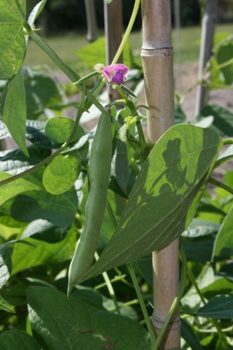 Black Turtle Bean Shelling Dry Bean Frijoles Negros one pack seed local US