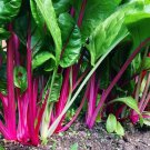 Flamingo Swiss Chard Colorful Salad one pack seed local US