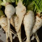 Shogoin Turnip Japanese Salad  one pack seed local US