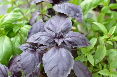 Red Rubin Basil Dark Opal Improved  one pack seed local US